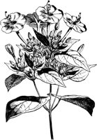 VFL033B.TIF