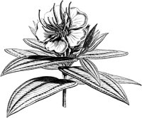 VFL032C.TIF