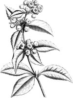 VFL031C.TIF