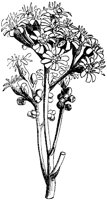 VFL026C.TIF