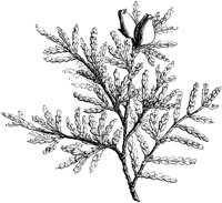 VFL023C.TIF