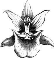 VFL021C.TIF