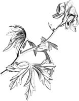 VFL019C.TIF