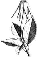 VFL016C.TIF