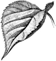 VFL014B.TIF