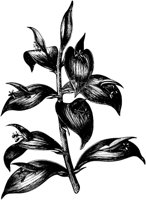 VFL008C.TIF