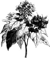 VFL008A.TIF