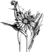 VFL007C.TIF