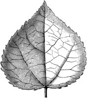 VFL007B.TIF