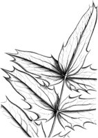 VFL006B.TIF