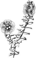 VFL005C.TIF