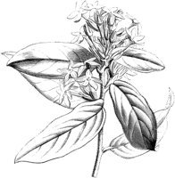 VFL005A.TIF