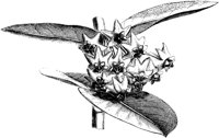 VFL003A.TIF