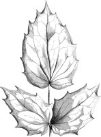 VFL002A.TIF