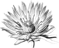 VFL001B.TIF
