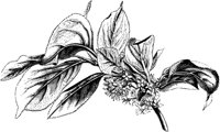 VFL001A.TIF