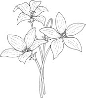 WFD077A.TIF