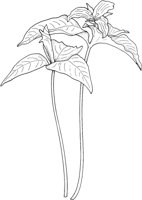 WFD075B.TIF