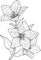 WFD073A.TIF