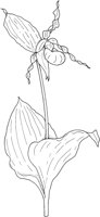 WFD072A.TIF