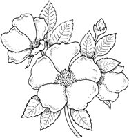 WFD051A.TIF