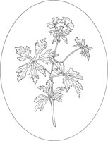 WFD043A.TIF