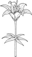 WFD041C.TIF