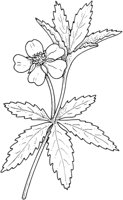 WFD038C.TIF