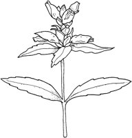 WFD036C.TIF