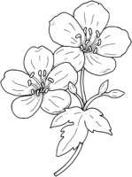 WFD034C.TIF