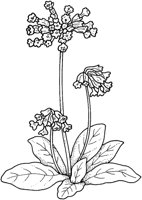 WFD033C.TIF