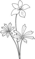 WFD028C.TIF