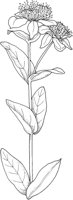 WFD026A.TIF