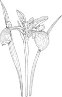WFD018A.TIF