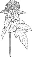 WFD017C.TIF