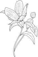 WFD017B.TIF