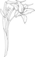 WFD016A.TIF