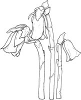WFD003C.TIF