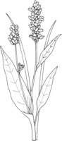 WFD003A.TIF