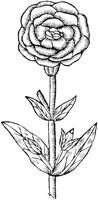 GPF255B.TIF