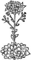GPF233C.TIF