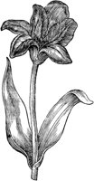 GPF053G.TIF
