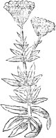 GPF481F.TIF
