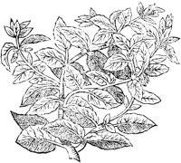 GPF481C.TIF