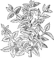 GPF481B.TIF