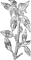 GPF373C.TIF