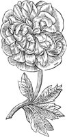GPF343C.TIF