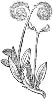 GPF337I.TIF