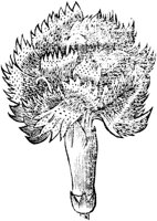GPF313C.TIF