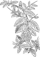 GPF605C.TIF